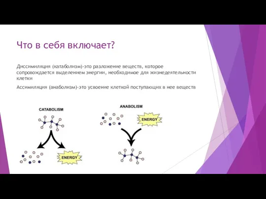 Что в себя включает? Диссимиляция (катаболизм)-это разложение веществ, которое сопровождается выделением энергии,