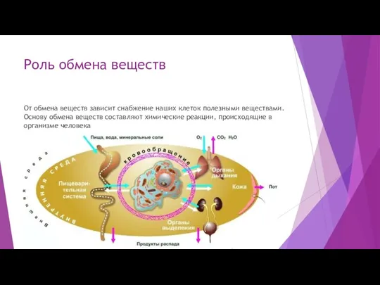 Роль обмена веществ От обмена веществ зависит снабжение наших клеток полезными веществами.