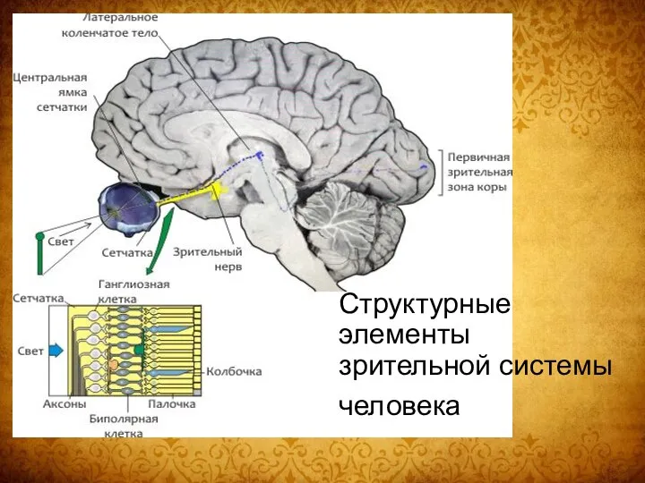 Структурные элементы зрительной системы человека