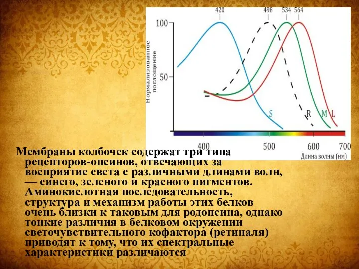 Мембраны колбочек содержат три типа рецепторов-опсинов, отвечающих за восприятие света с различными