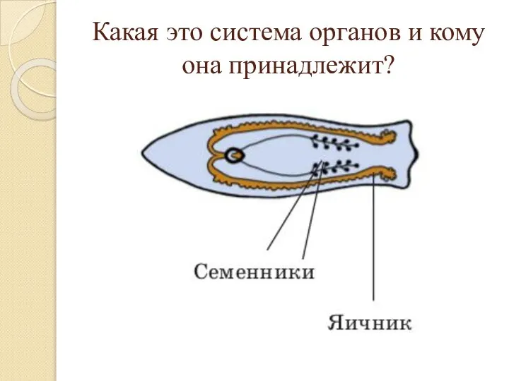 Какая это система органов и кому она принадлежит?