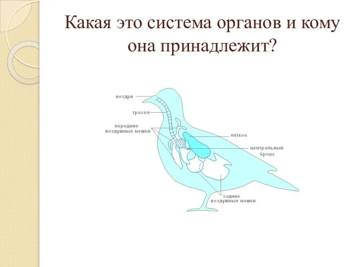 Какая это система органов и кому она принадлежит?