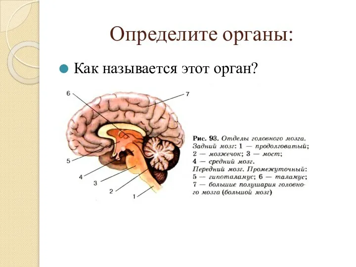 Определите органы: Как называется этот орган?