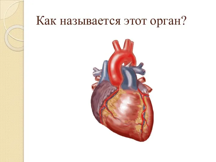 Как называется этот орган?