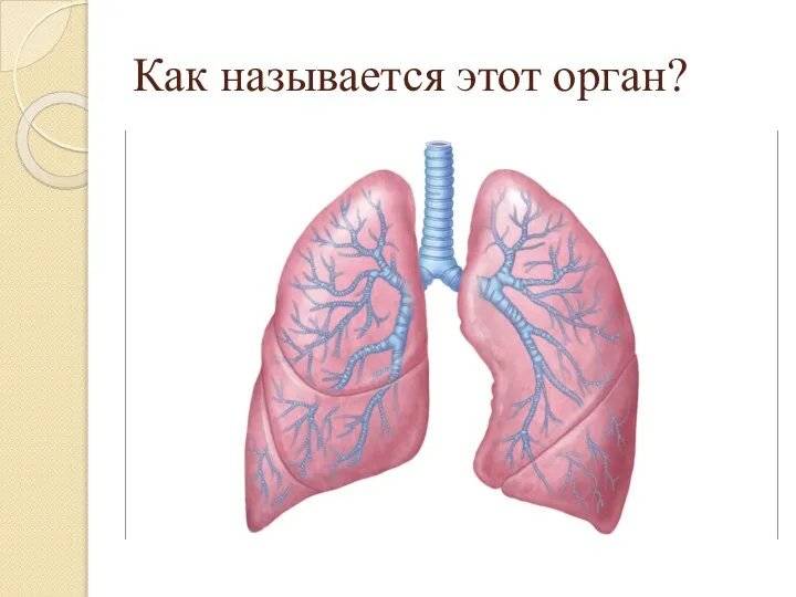 Как называется этот орган?