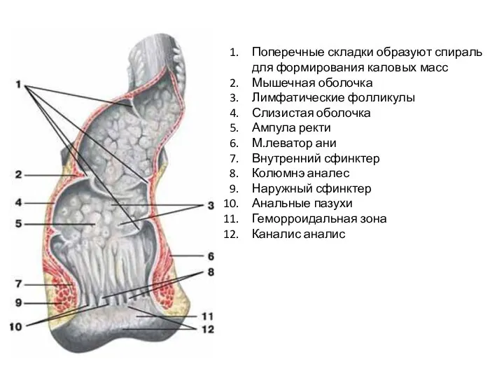 Поперечные складки образуют спираль для формирования каловых масс Мышечная оболочка Лимфатические фолликулы