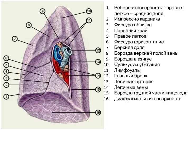 Реберная поверность – правое легкое – средняя доля Импрессио кардиака Фиссура обликва