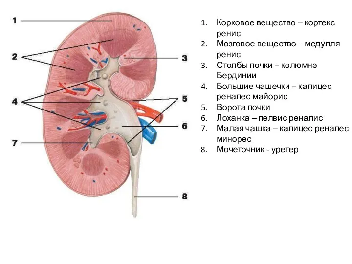 Корковое вещество – кортекс ренис Мозговое вещество – медулля ренис Столбы почки