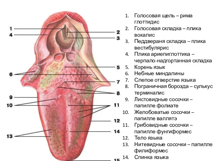 Голосовая щель – рима глоттидис Голосовая складка – плика вокалис Педдвераня складка