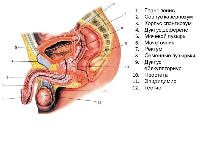 Гланс пенис Сорпус кавернозум Корпус спонгиозум Дуктус деференс Мочевой пузырь Мочеточник Ректум
