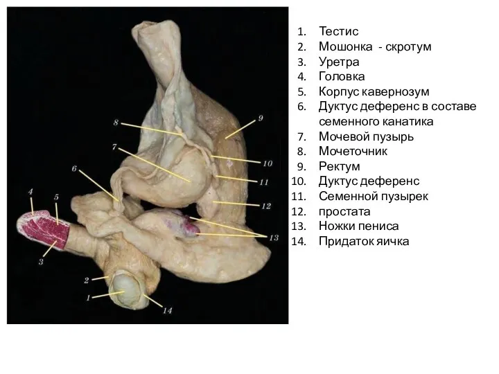 Тестис Мошонка - скротум Уретра Головка Корпус кавернозум Дуктус деференс в составе