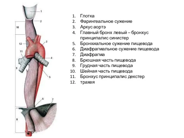 Глотка Фарингеальное сужение Аркус аортэ Главный бронх левый – бронхус принципалис синистер