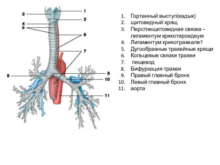 Гортанный выступ(кадык) щитовидный хрящ Перстнещитовидная связка – лигаментум крикотироидеум Лигаментум крикотрахеале? Дугообразные