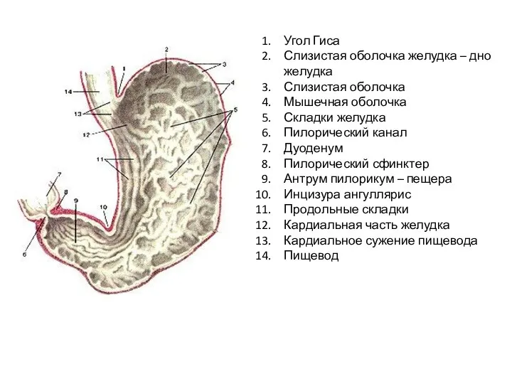 Угол Гиса Слизистая оболочка желудка – дно желудка Слизистая оболочка Мышечная оболочка