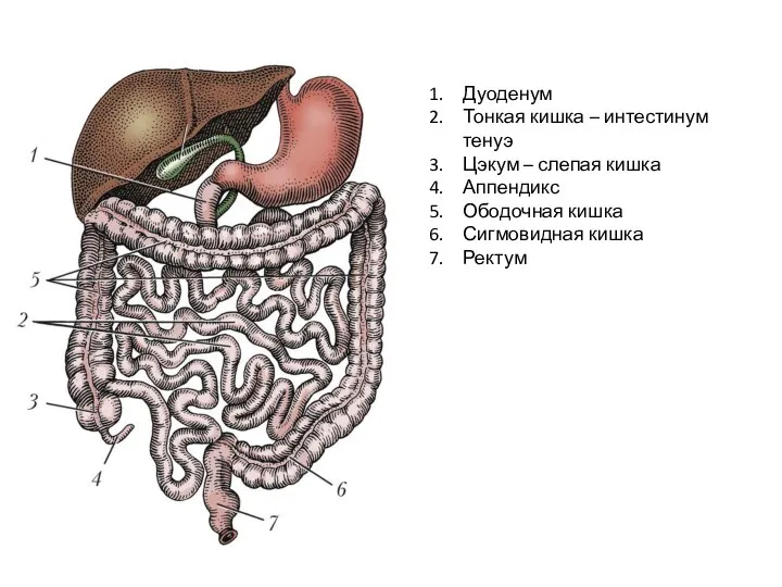 Дуоденум Тонкая кишка – интестинум тенуэ Цэкум – слепая кишка Аппендикс Ободочная кишка Сигмовидная кишка Ректум
