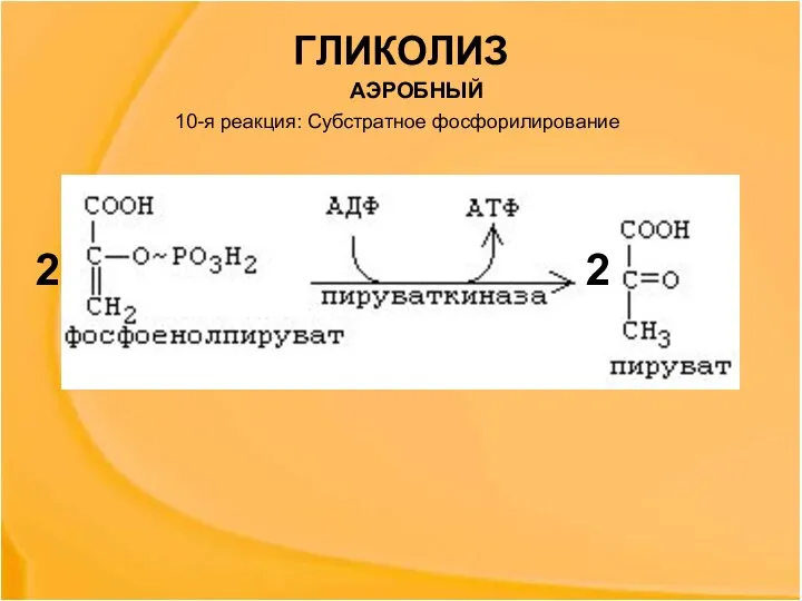 10-я реакция: Субстратное фосфорилирование 2 2 ГЛИКОЛИЗ АЭРОБНЫЙ