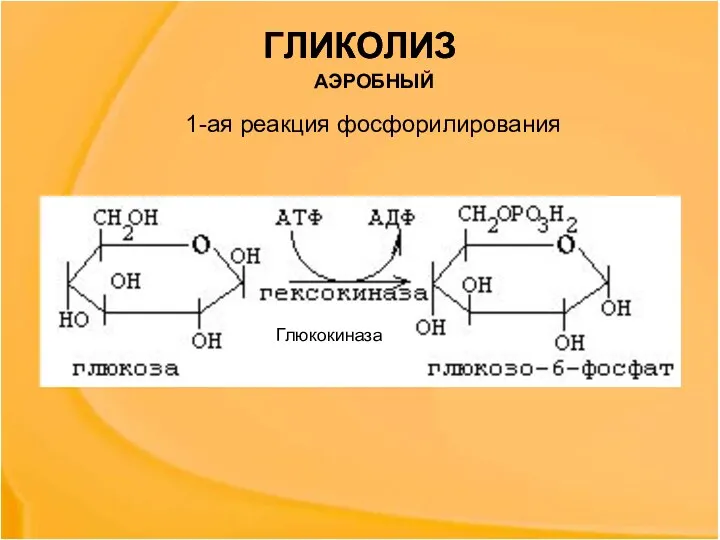 ГЛИКОЛИЗ 1-ая реакция фосфорилирования Глюкокиназа ГЛИКОЛИЗ АЭРОБНЫЙ