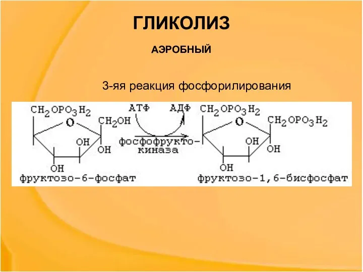 ГЛИКОЛИЗ 3-яя реакция фосфорилирования АЭРОБНЫЙ