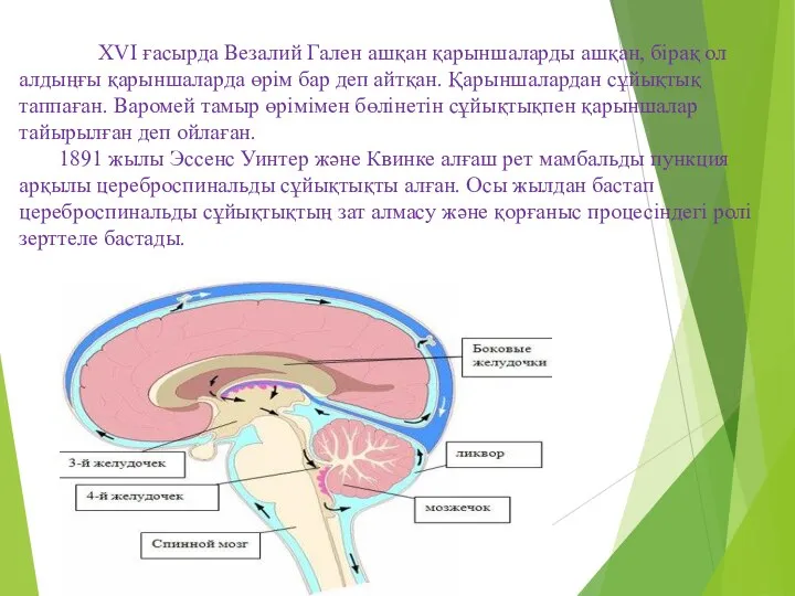 ХVІ ғасырда Везалий Гален ашқан қарыншаларды ашқан, бірақ ол алдыңғы қарыншаларда өрім