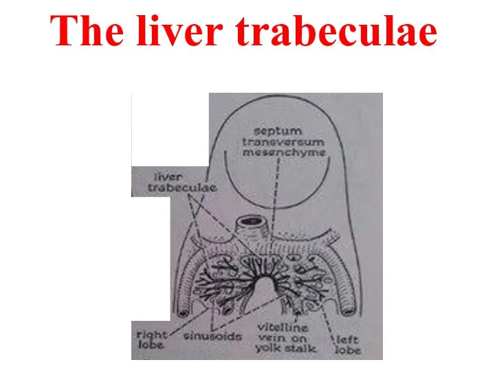 The liver trabeculae