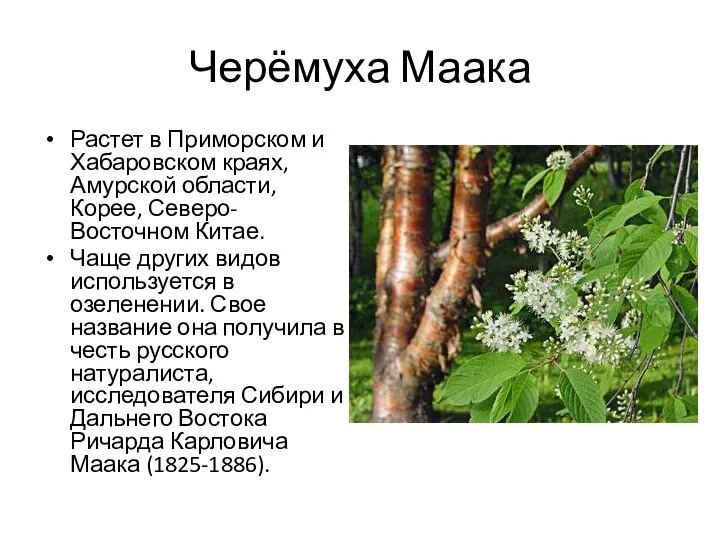 Черёмуха Маака Растет в Приморском и Хабаровском краях, Амурской области, Корее, Северо-Восточном