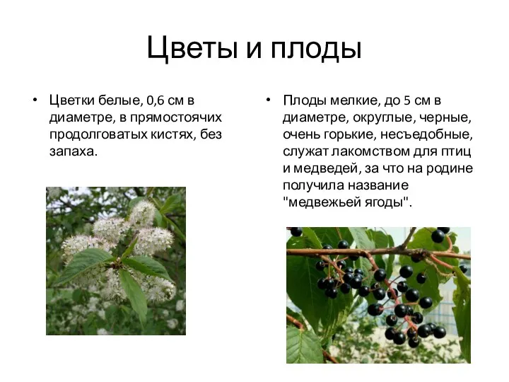 Цветы и плоды Цветки белые, 0,6 см в диаметре, в прямостоячих продолговатых