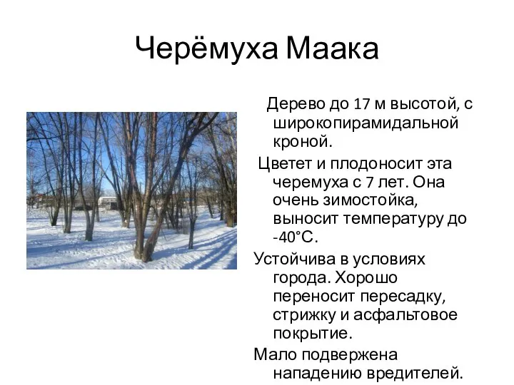 Черёмуха Маака Дерево до 17 м высотой, с широкопирамидальной кроной. Цветет и