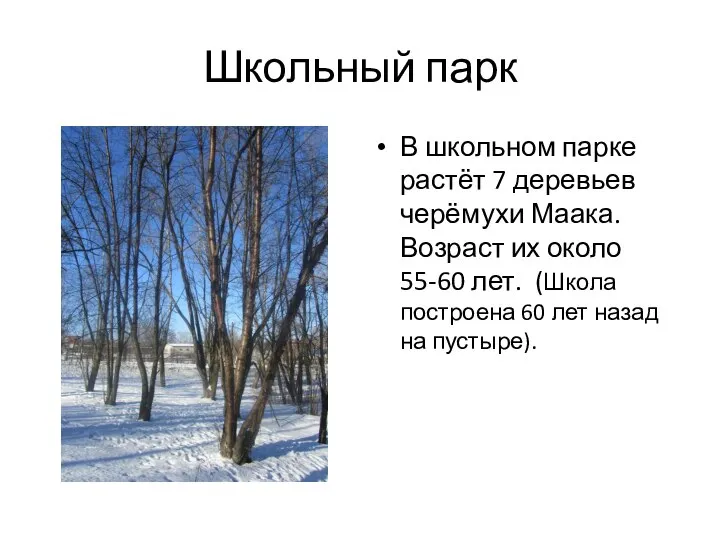 Школьный парк В школьном парке растёт 7 деревьев черёмухи Маака. Возраст их