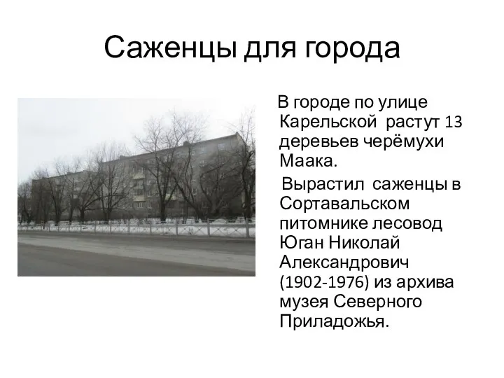 Саженцы для города В городе по улице Карельской растут 13 деревьев черёмухи