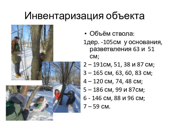 Инвентаризация объекта Объём ствола: 1дер. -105см у основания, разветвления 63 и 51