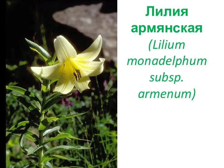 Лилия армянская (Lilium monadelphum subsp. armenum)