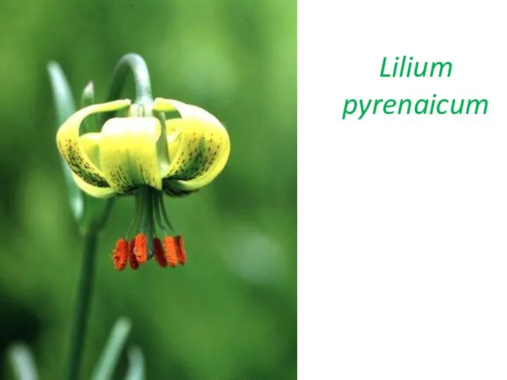 Lilium pyrenaicum