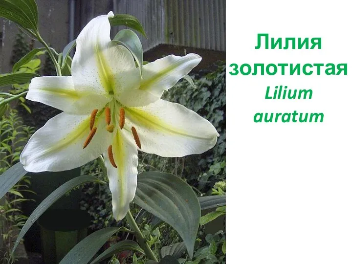 Лилия золотистая Lilium auratum