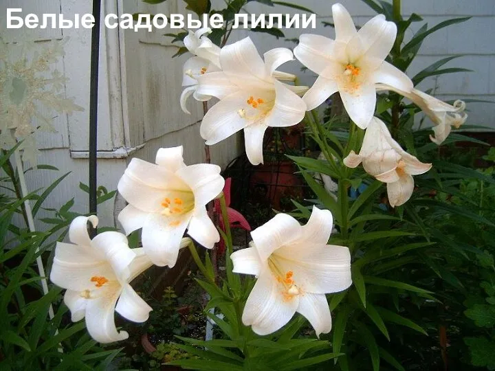 Белые садовые лилии