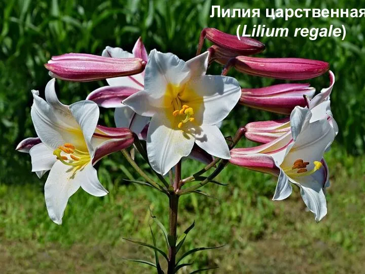 Лилия царственная (Lilium regale)