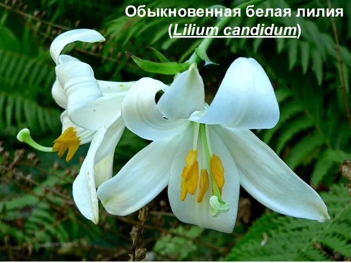 Обыкновенная белая лилия (Lilium candidum)