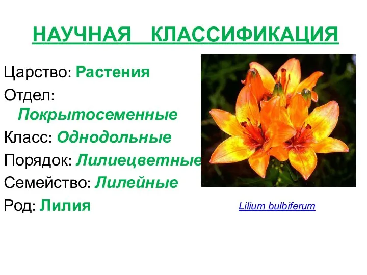 НАУЧНАЯ КЛАССИФИКАЦИЯ Царство: Растения Отдел: Покрытосеменные Класс: Однодольные Порядок: Лилиецветные Семейство: Лилейные Род: Лилия Lilium bulbiferum