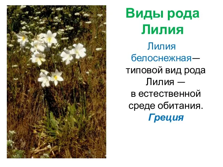 Виды рода Лилия Лилия белоснежная— типовой вид рода Лилия — в естественной среде обитания. Греция