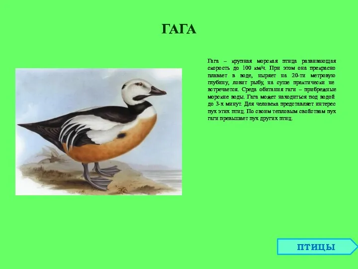 ГАГА Гага – крупная морская птица развивающая скорость до 100 км/ч. При