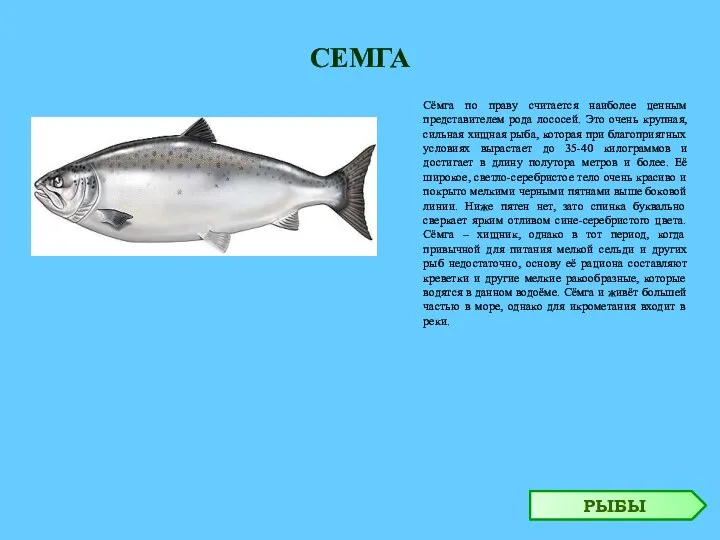 СЕМГА Сёмга по праву считается наиболее ценным представителем рода лососей. Это очень