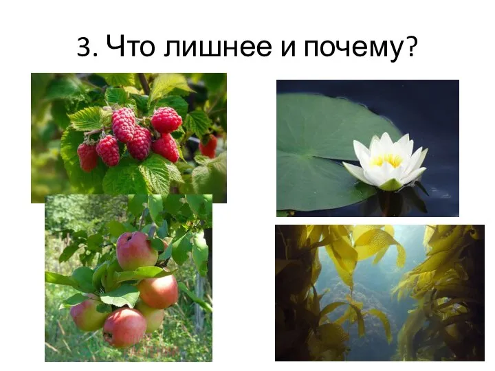 3. Что лишнее и почему?