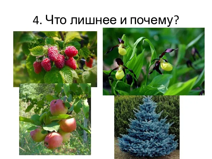 4. Что лишнее и почему?