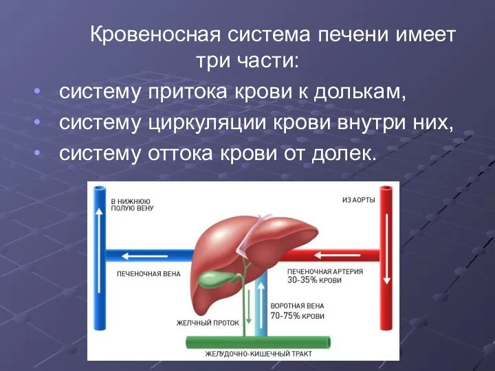 Кровеносная система печени имеет три части: систему притока крови к долькам, систему