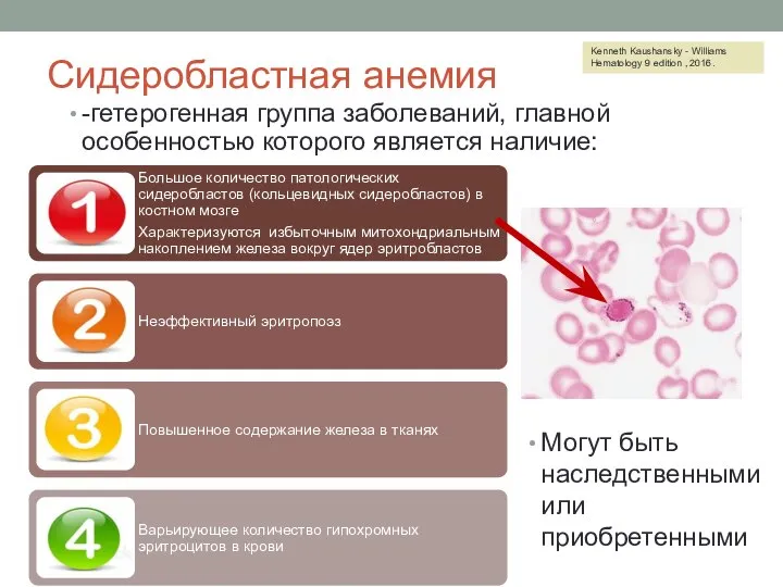 Сидеробластная анемия -гетерогенная группа заболеваний, главной особенностью которого является наличие: Могут быть