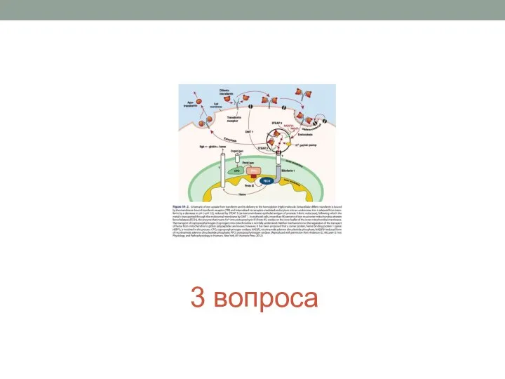 3 вопроса