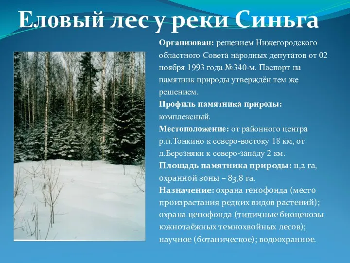 Еловый лес у реки Синьга Организован: решением Нижегородского областного Совета народных депутатов