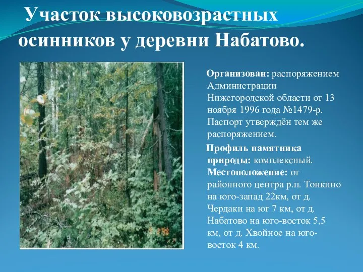 Участок высоковозрастных осинников у деревни Набатово. Организован: распоряжением Администрации Нижегородской области от