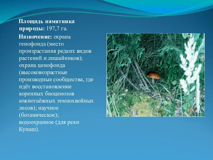 Площадь памятника природы: 197,7 га. Назначение: охрана генофонда (место произрастания редких видов