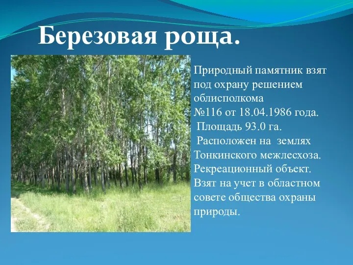 Березовая роща. Природный памятник взят под охрану решением облисполкома №116 от 18.04.1986