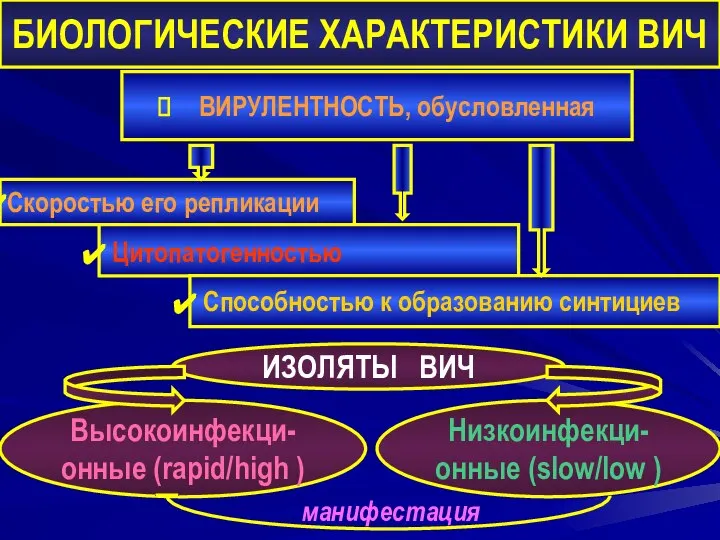 БИОЛОГИЧЕСКИЕ ХАРАКТЕРИСТИКИ ВИЧ ВИРУЛЕНТНОСТЬ, обусловленная Скоростью его репликации Цитопатогенностью Способностью к образованию